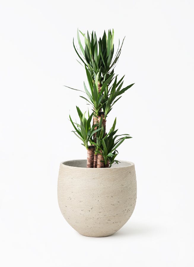 ユッカ 8号 | 観葉植物 | インテリアやギフトに - Hitohana（ひとはな）