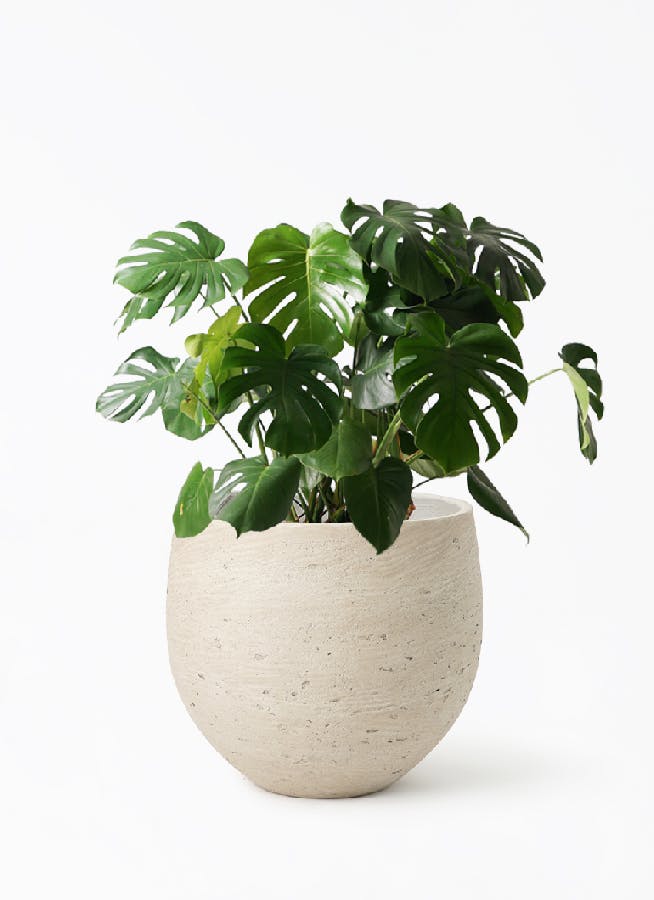 モンステラ 大型 | 観葉植物通販HitoHana(ひとはな)