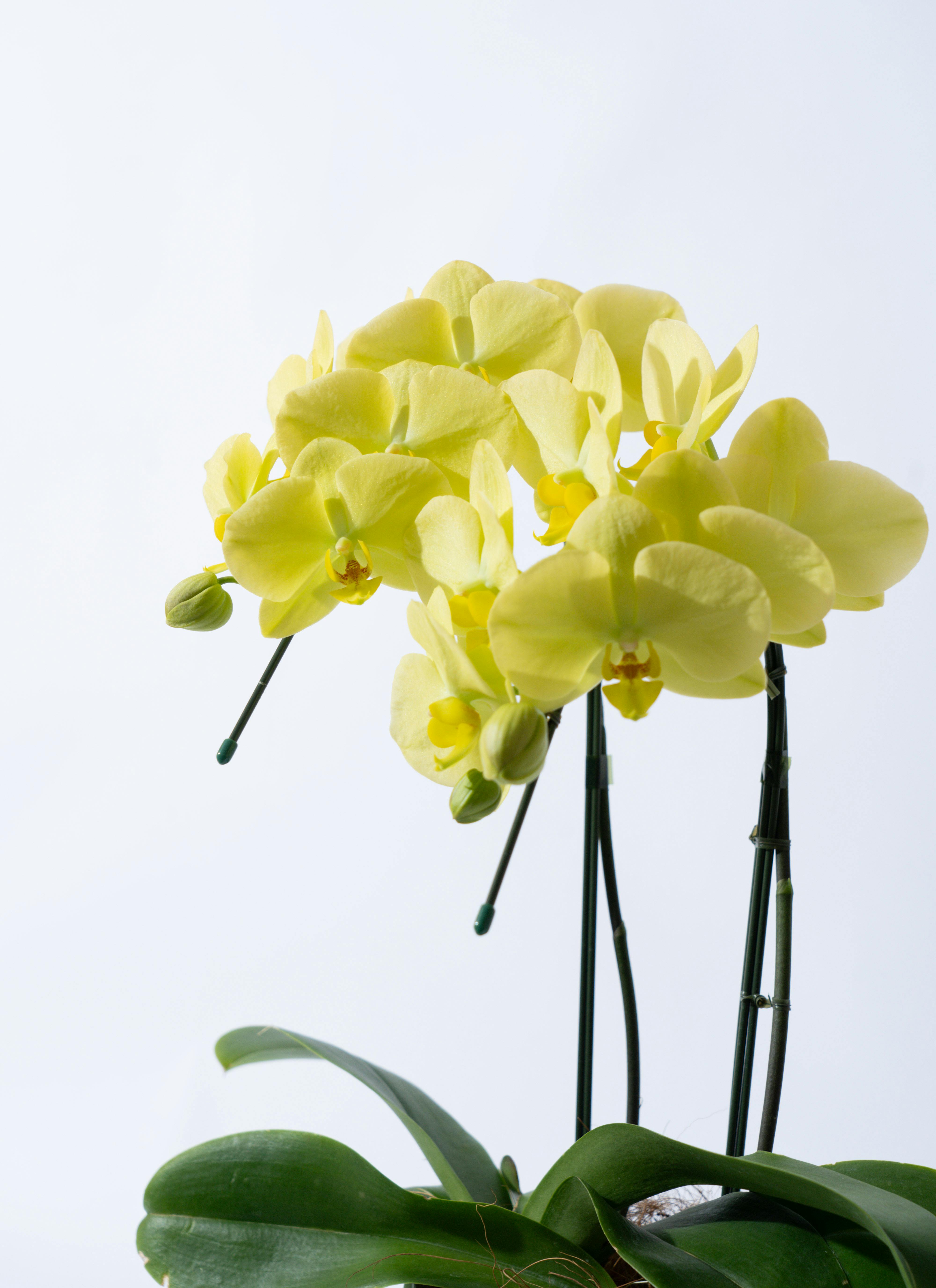 胡蝶蘭中大輪 黄色 ゴールデンライフ 2本立ち サンクスポット | 胡蝶蘭