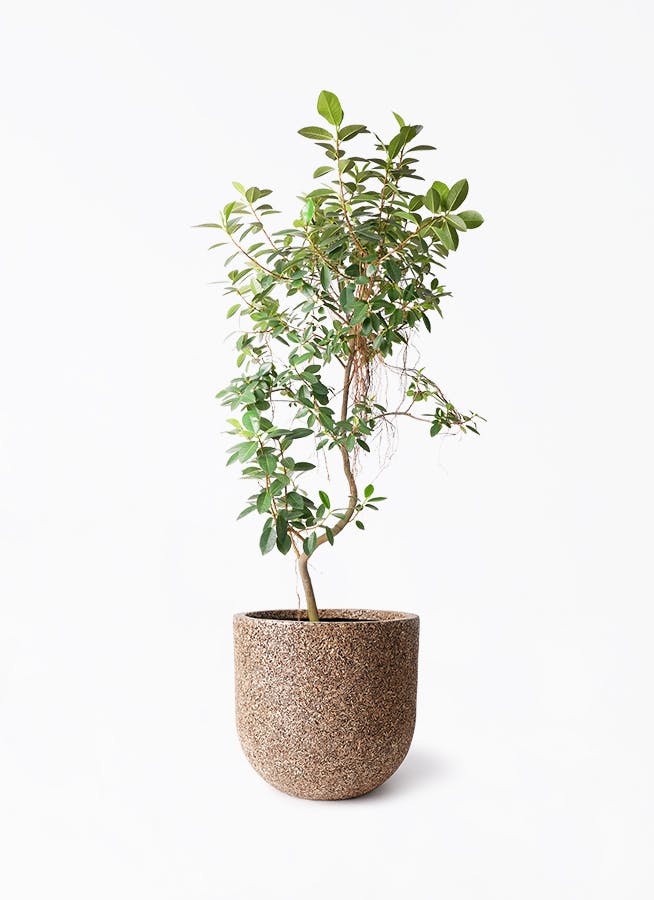 観葉植物 コルディリネ (コルジリネ) ストリクタ 10号 ネイチャーズ
