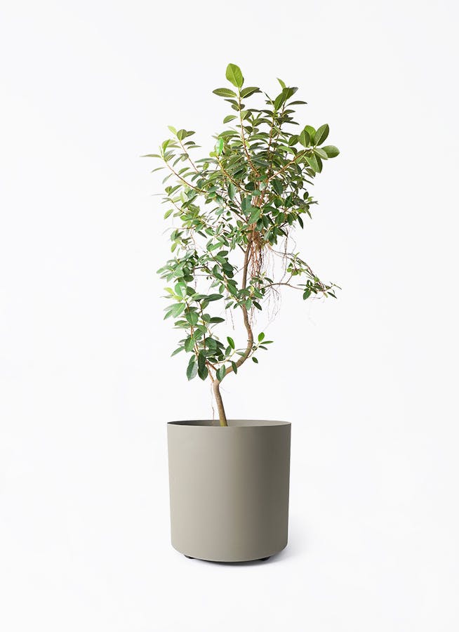 ユーカリオリーブ 観葉植物 ユーカリ 10号 グニー フェルム シリンダー オリーブグリーン