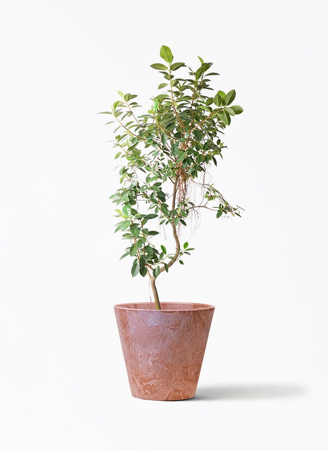 観葉植物 オリーブの木 10号 ピクアル アートストーン ラウンド TERRA