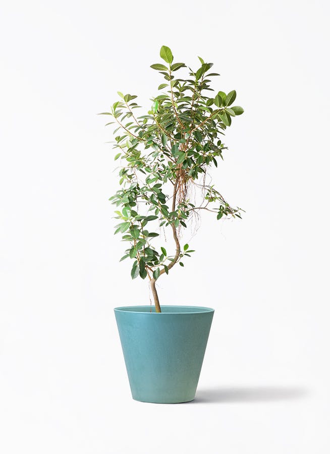 雲南シュロチク 145㎝ 6芽 雲南シュロチク 145㎝ 6芽 雲南シュロチク784｜観葉植物専門店