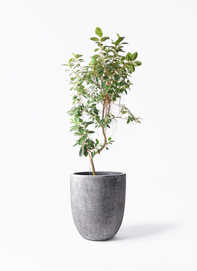 観葉植物 アマゾンオリーブ (ムラサキフトモモ) 10号 フォリオアルト