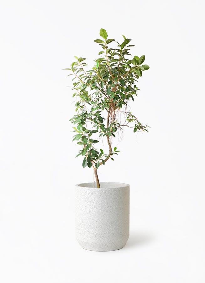 観葉植物 アマゾンオリーブ (ムラサキフトモモ) 10号 Eco Stone（エコ