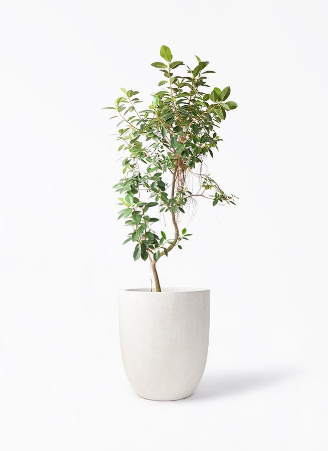 観葉植物 コルディリネ (コルジリネ) ストリクタ 10号 フォリオアルト