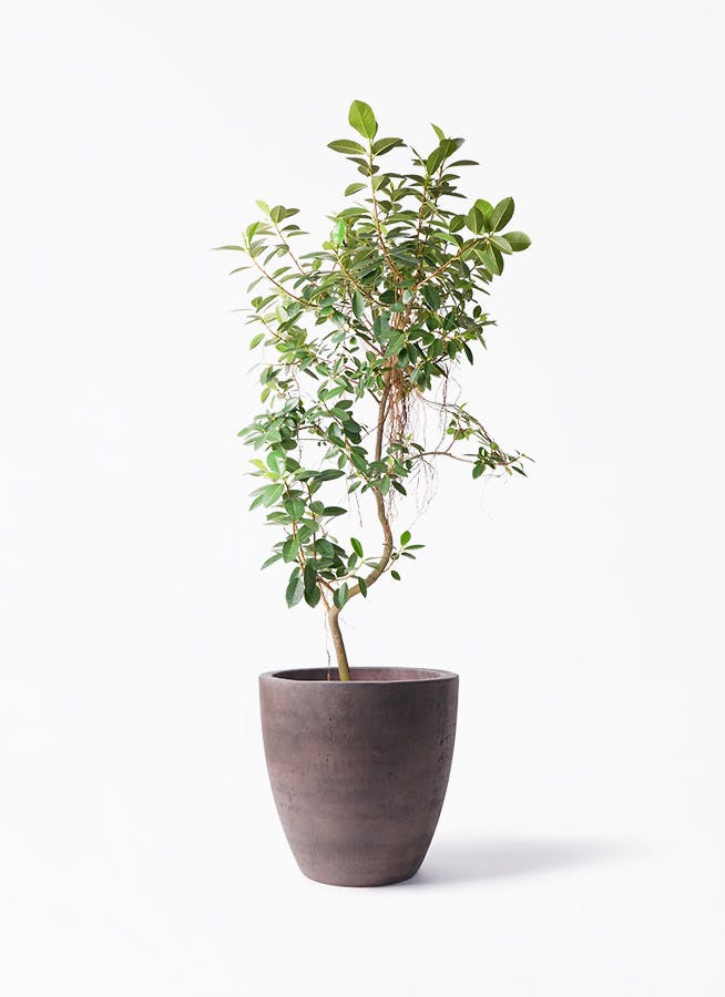 観葉植物 コルディリネ (コルジリネ) ストリクタ 10号 コーテス