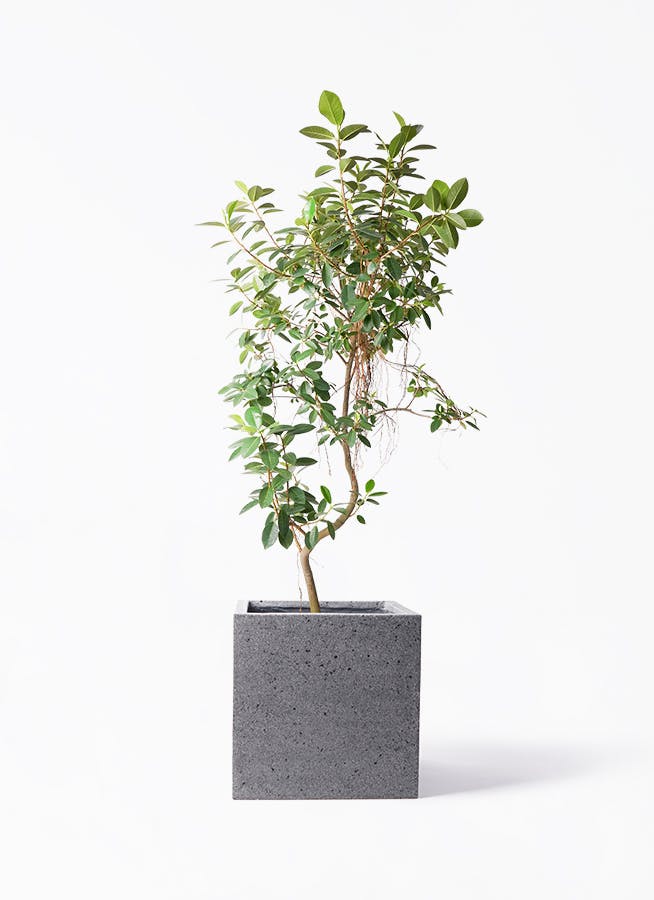 観葉植物 旅人の木 10号 キューブ ラテルストーン 付き | 観葉植物なら