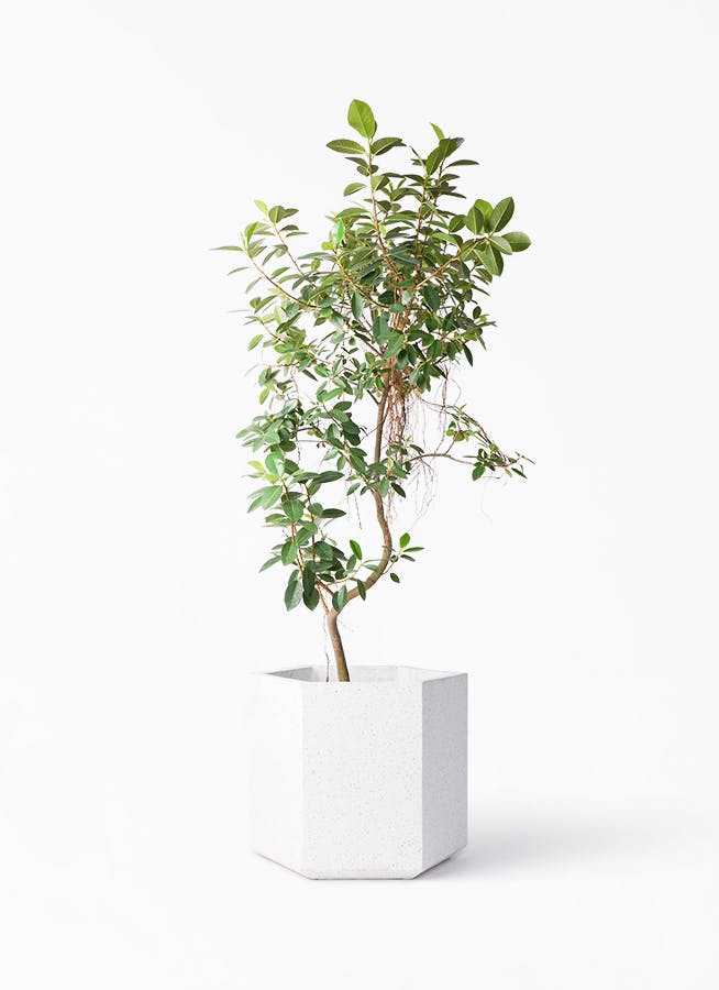 観葉植物 ソテツ 10号 コーテス ヘックス ホワイトテラゾ 付き | 観葉