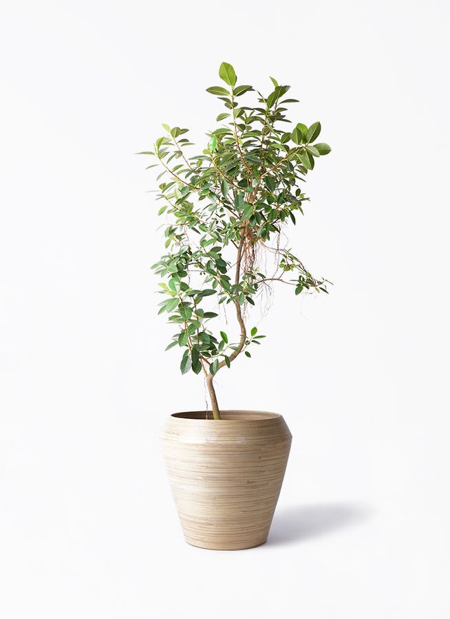 観葉植物 オリーブの木 10号 ペンドリノ アルマ ミドル 付き / 小倉園