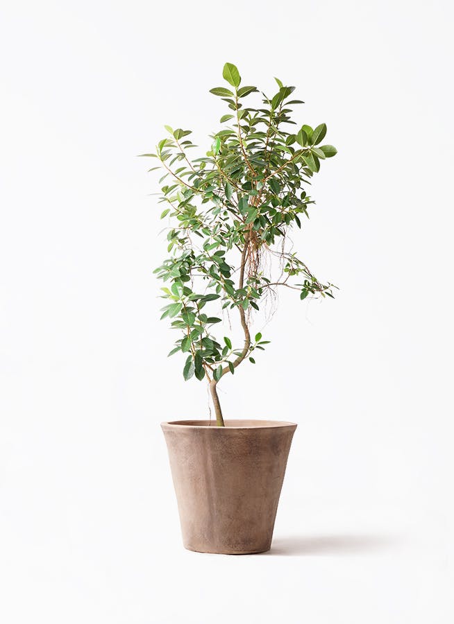 観葉植物 エバーフレッシュ 10号 曲り ルーガ アンティコ ソリッド