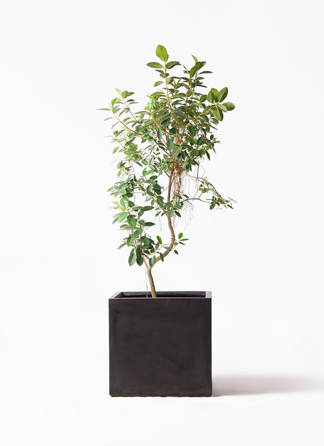 観葉植物 オリーブの木 10号 バロウニ ファイバークレイ キューブ 付き