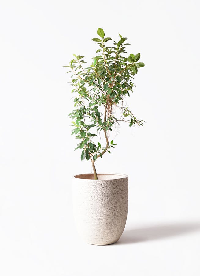 観葉植物 オリーブの木 10号 ピクアル ビアスアルトエッグ 白 付き