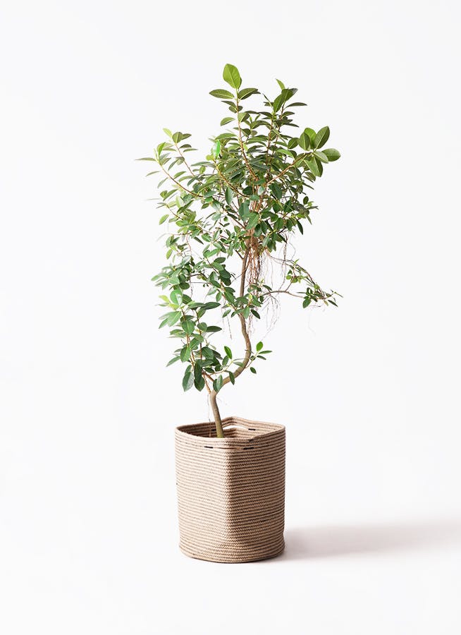 観葉植物 コルディリネ ストリクタ 10号 リブバスケットNatural 付き