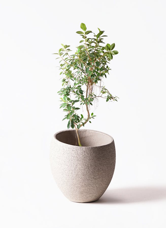 観葉植物 オリーブの木 10号 レッチーノ Eco Stone (エコストーン