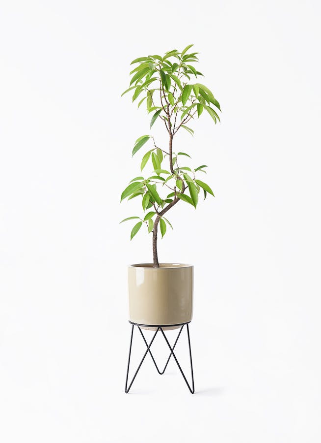 フィカス　アムステルダムキング　曲がり フィカス・アムステルダムキング まがりM | 観葉植物の通販 AND