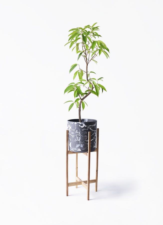 フィカス アムステルダムキング 曲がり | 観葉植物通販 HitoHana