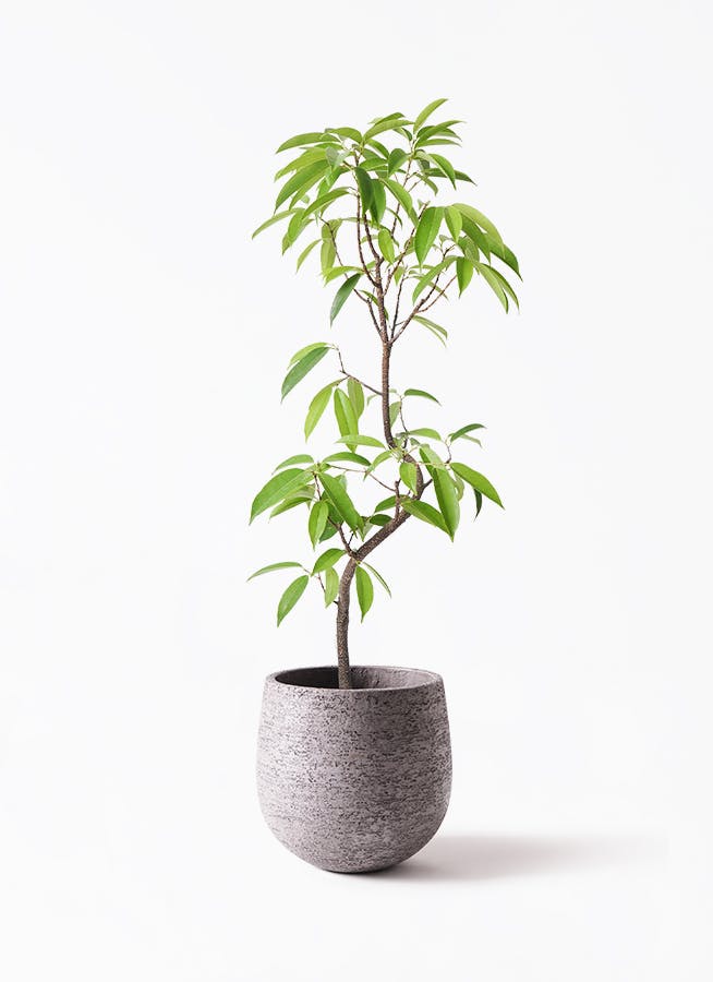 フィカス アムステルダムキング 曲がり | 観葉植物通販 HitoHana