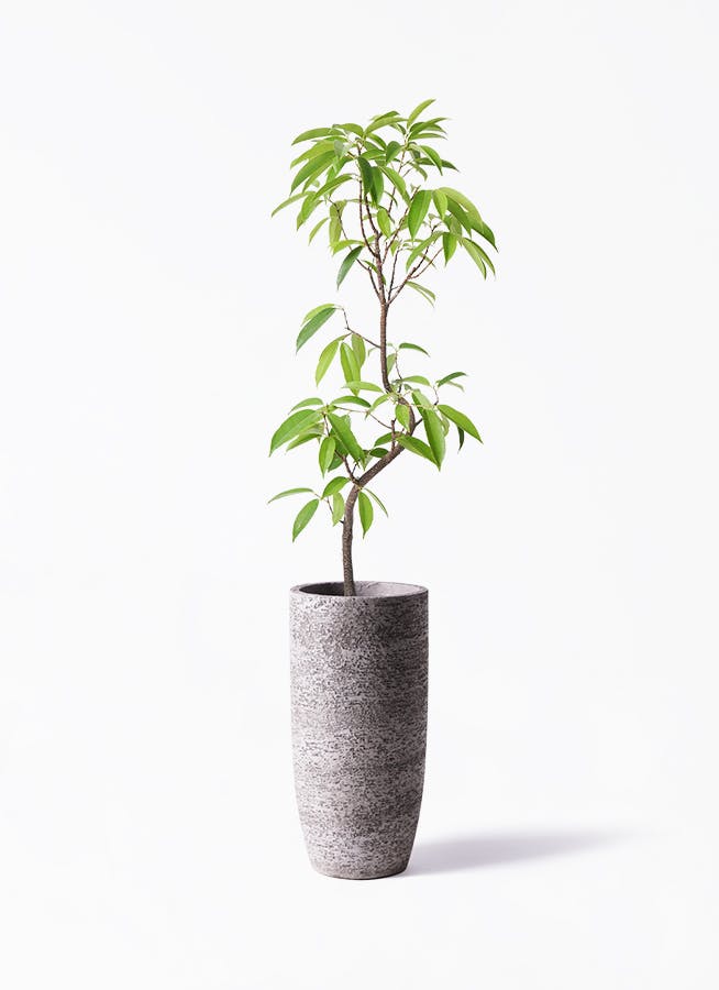 フィカス アムステルダムキング 曲がり | 観葉植物通販 HitoHana