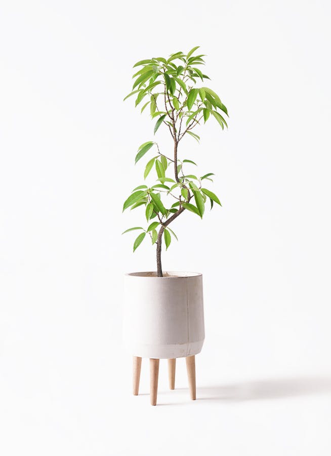 フィカス アムステルダムキング 曲がり | 観葉植物通販 HitoHana