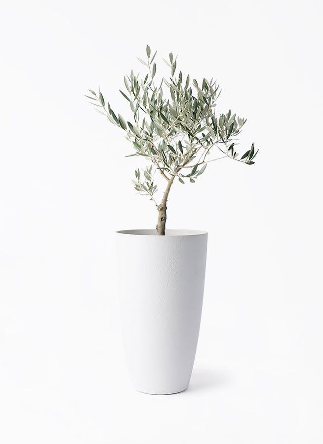 観葉植物 オリーブの木 5号 創樹 フォレスト トール ホワイト 付き