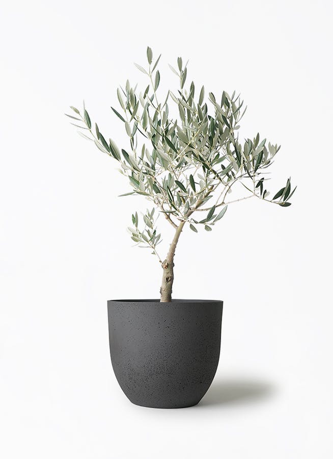 観葉植物 オリーブの木 5号 インティ M 濃グレイ 付き | 観葉植物なら