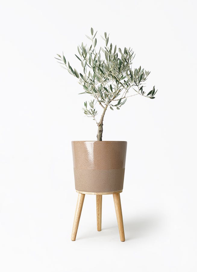 オリーブの木 創樹 5号 | 観葉植物通販HitoHana(ひとはな)