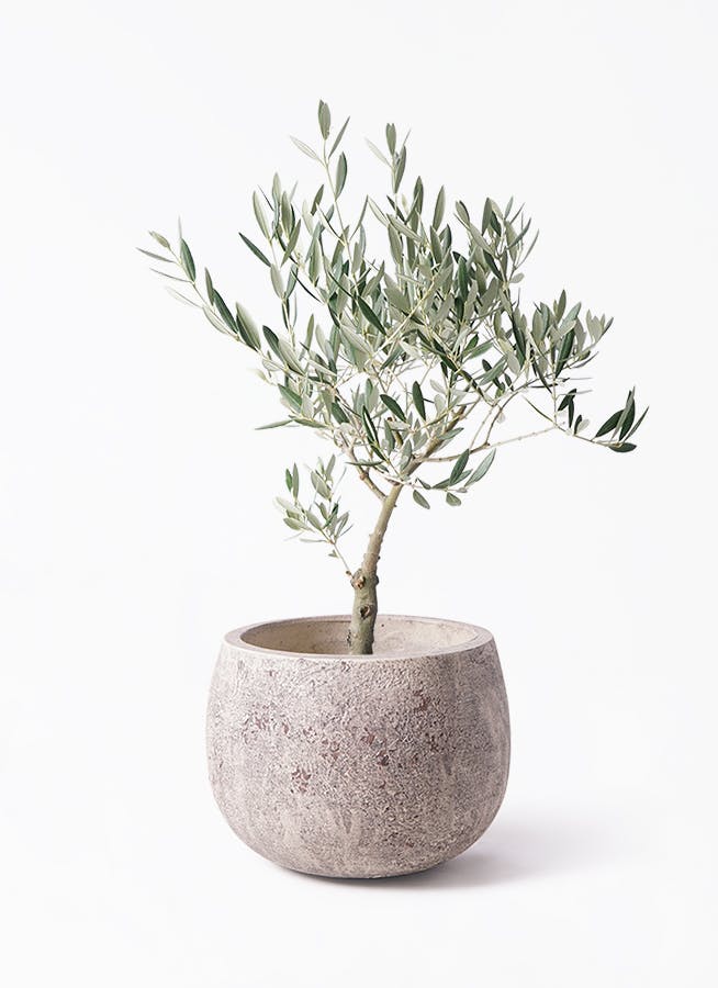 オリーブ 古木 創樹 5号鉢つき ② オリーブ 古木 創樹 5号鉢