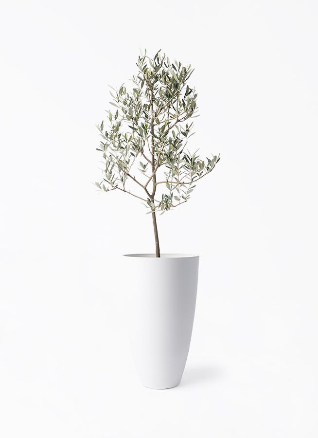 観葉植物 オリーブの木 8号 ミッション フォレスト トール ホワイト