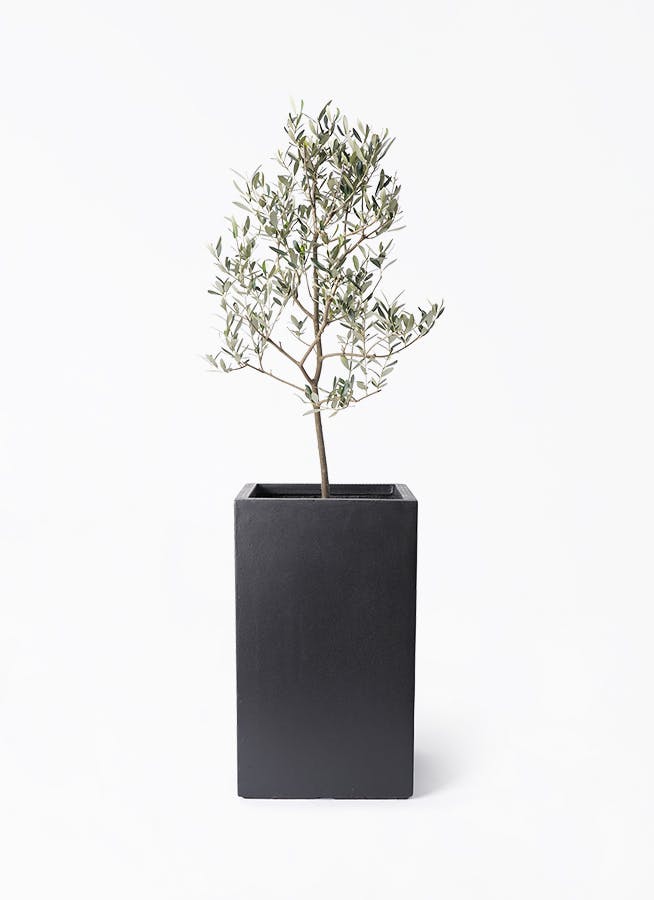 オリーブの木 盆栽風 ルッカ 8号 約40cm NO.765 人気品種 現品掲載