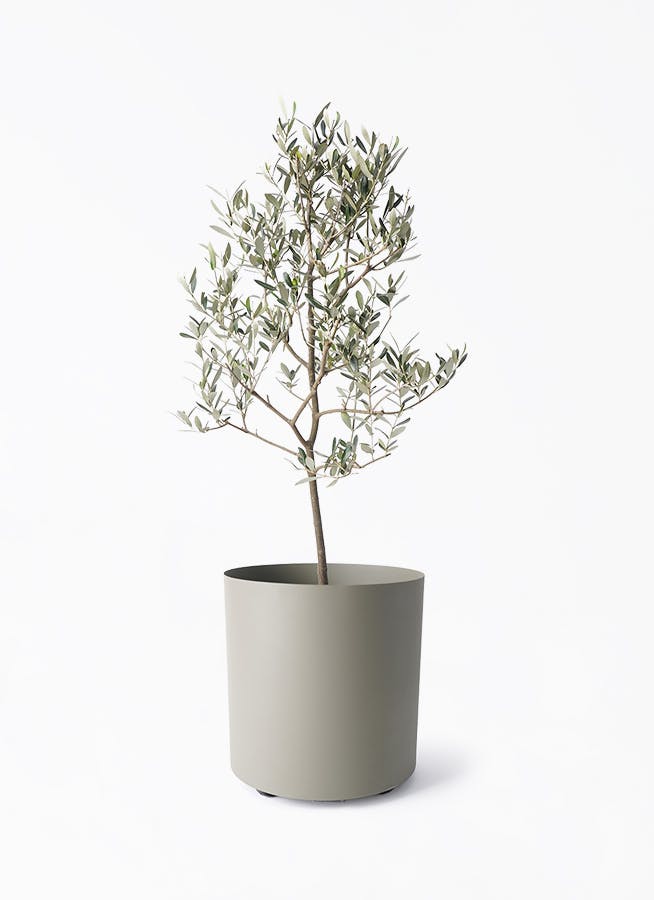 オリーブの木 ミッション | 観葉植物 | 送料無料でお届け