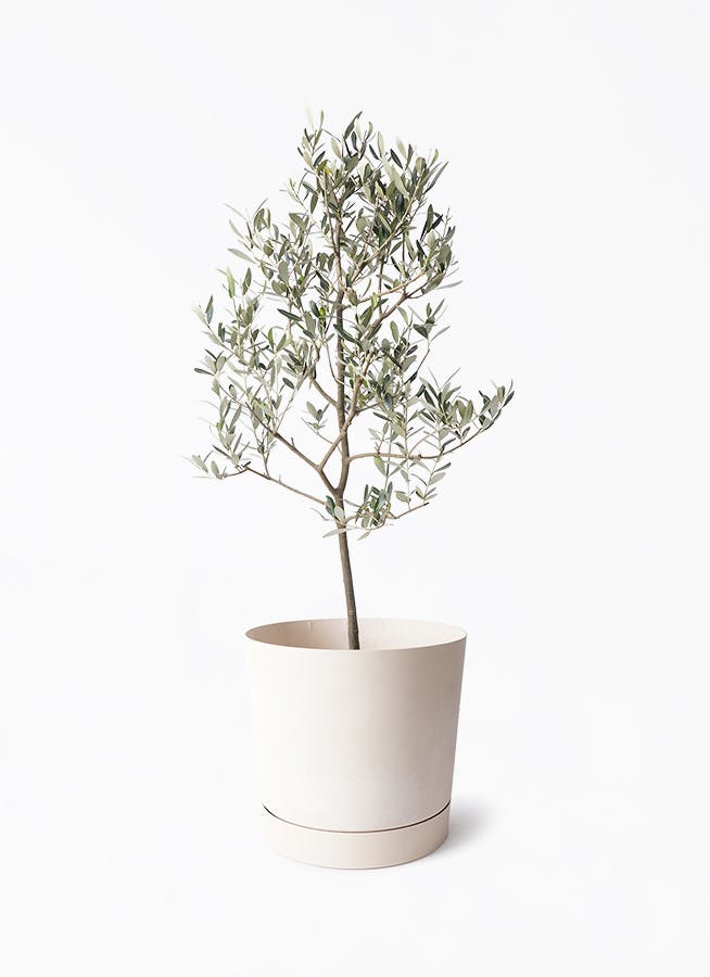 オリーブの木 ミッション | 観葉植物 | 送料無料でお届け - Hitohana