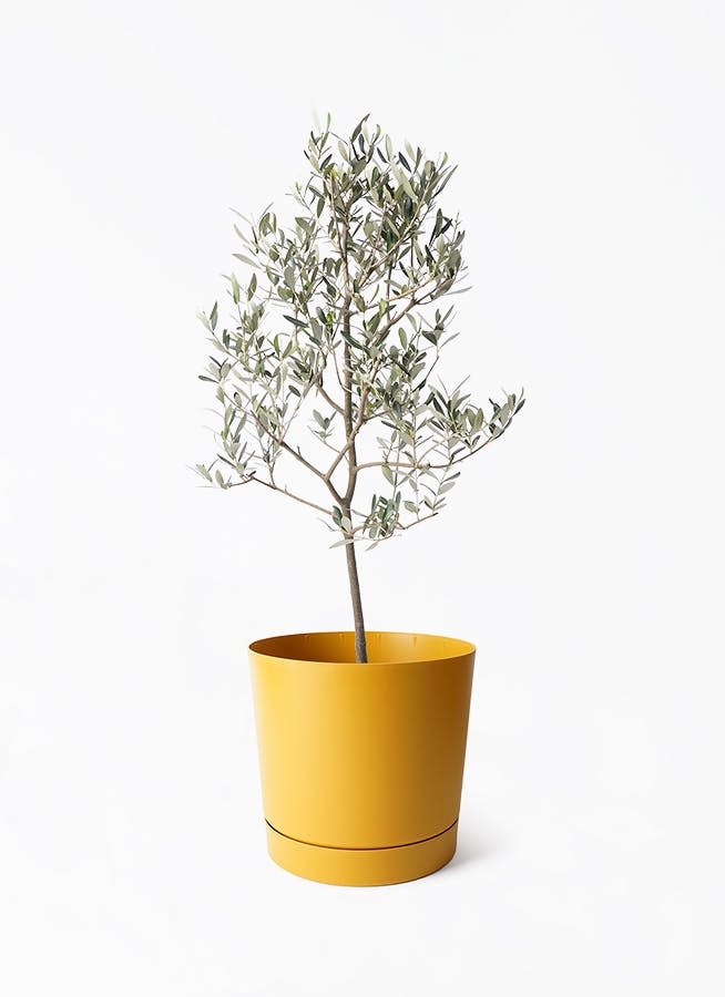 olive-mission-179_1.jpg