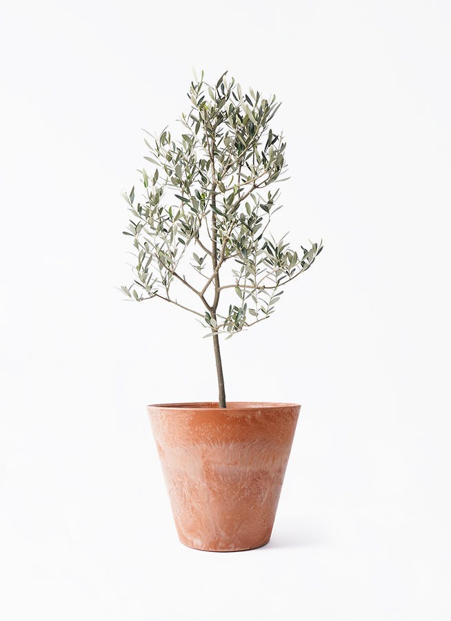 観葉植物 オリーブの木 8号 デルモロッコ アートストーン ラウンド