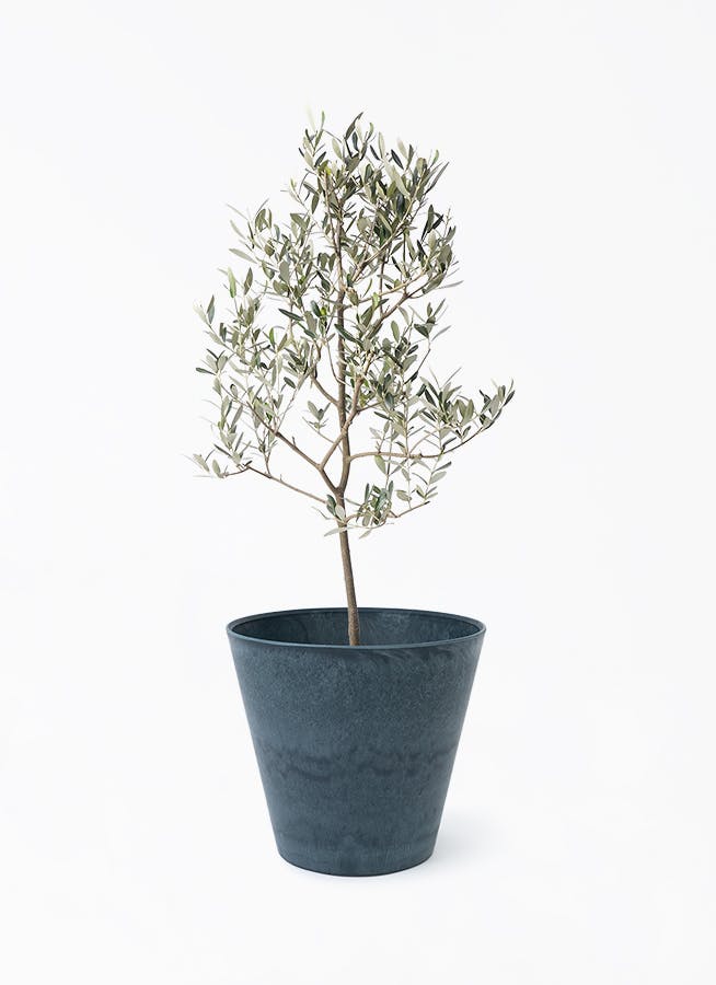 3 オリーブの木　ミッション オリーブの木 ミッション ⁡高木・常緑樹 ⁡ ⁡にわいろSELECT新着商品の