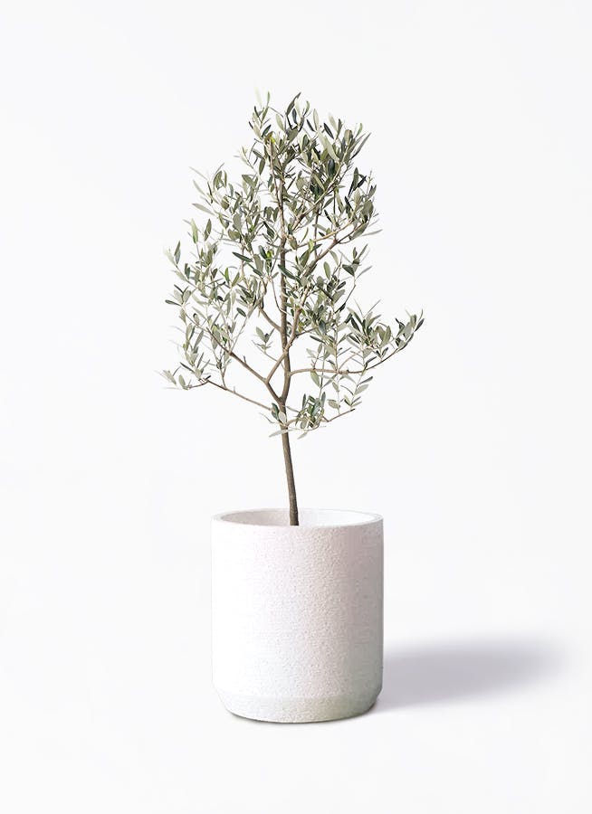 オリーブの木 ミッション | 観葉植物 | 送料無料でお届け - Hitohana