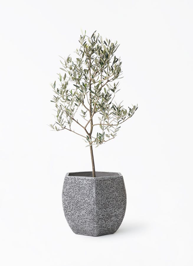 オリーブの木 ミッション | 観葉植物 | 送料無料でお届け - Hitohana