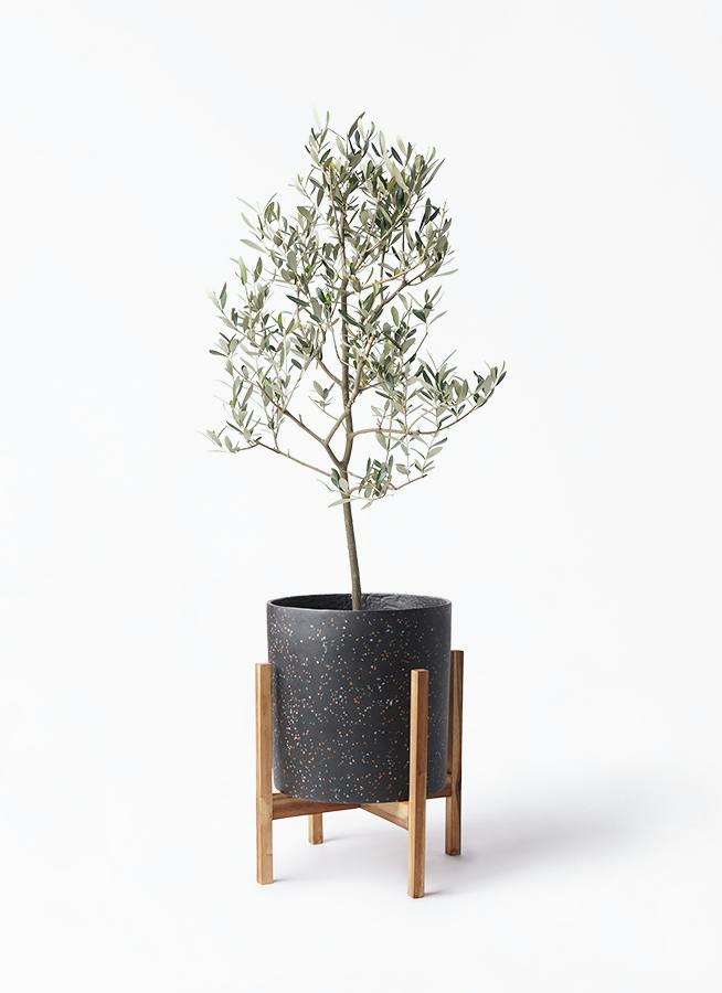 観葉植物 オリーブの木 8号 ミッション ホルスト シリンダー 