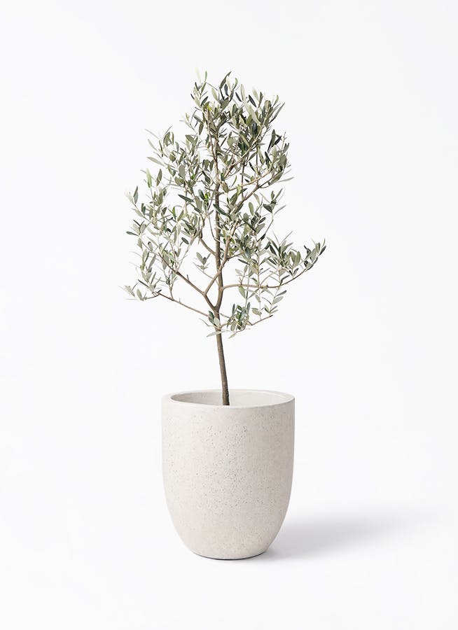 小倉園のオリーブ ミッション | 観葉植物通販HitoHana(ひとはな)