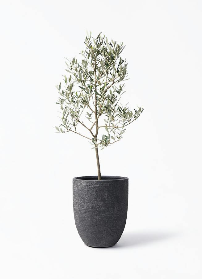 オリーブの木 ミッション | 観葉植物 | 送料無料でお届け - Hitohana