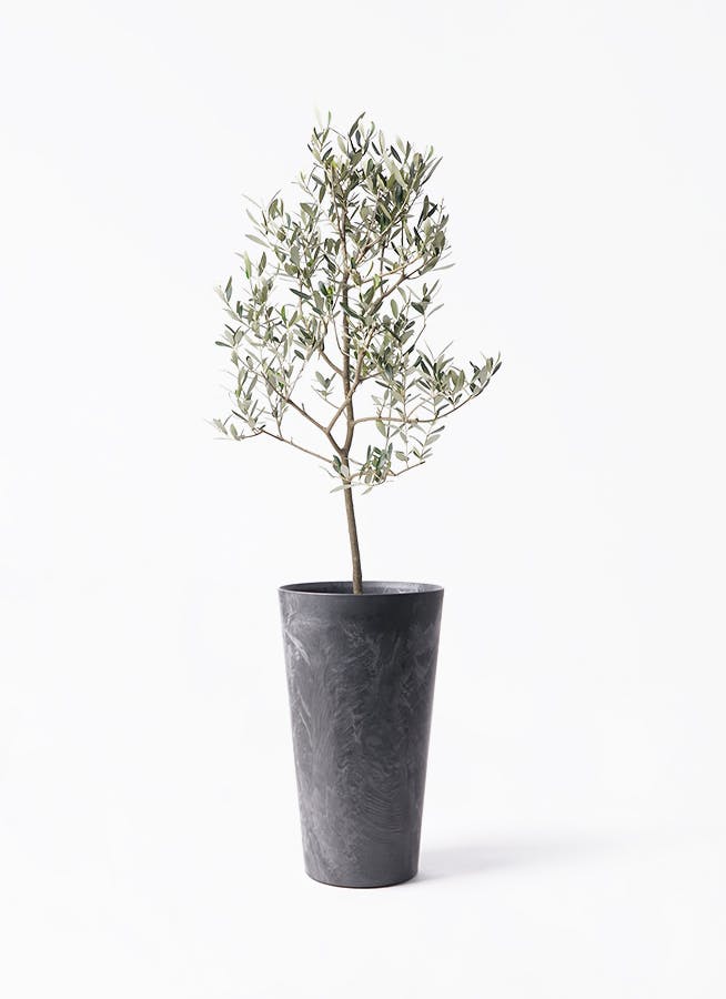観葉植物 オリーブの木 8号 オヒブランカ アートストーン トール