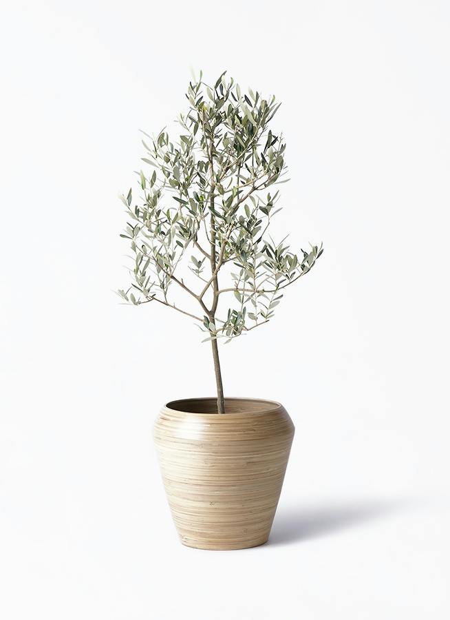 観葉植物 オリーブの木 8号 ハーディーズマンモス アルマ ミドル 付き
