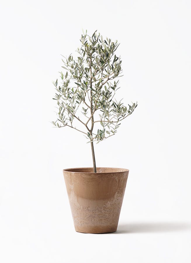 オリーブの木 ミッション | 観葉植物 | 送料無料でお届け - Hitohana