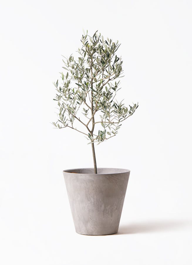 オリーブの木　ペンドリノ　8号　約140cm　K-140　一点物 オリーブの木 ペンドリノ 8号 約140cm K-140 一点物