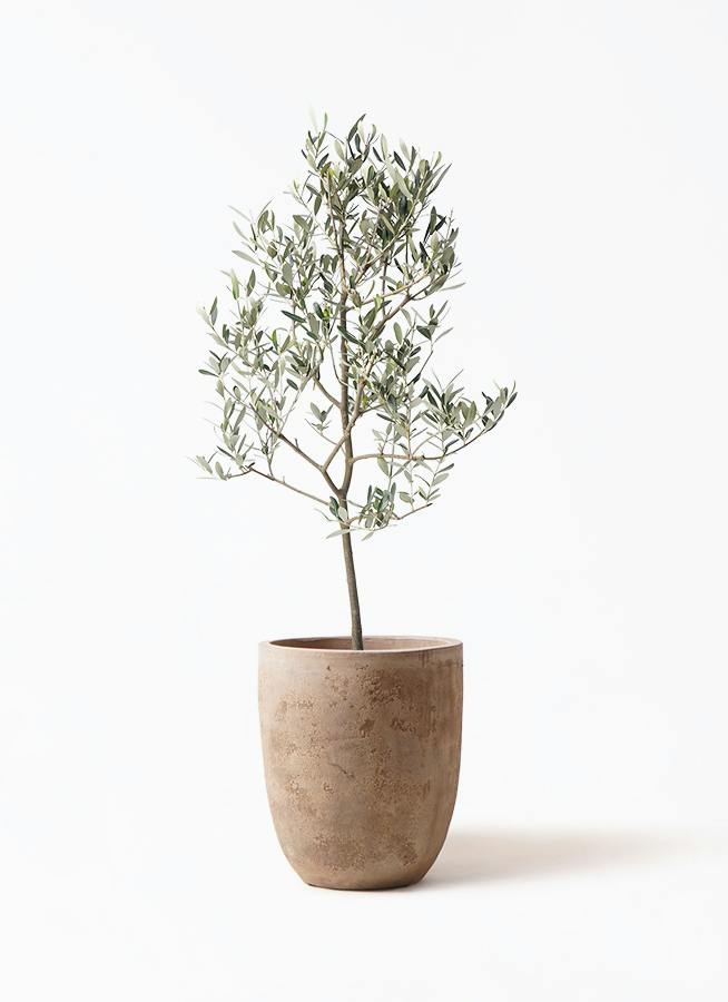 オリーブの木 8号 | 観葉植物 | 送料無料でお届け - Hitohana（ひとはな）