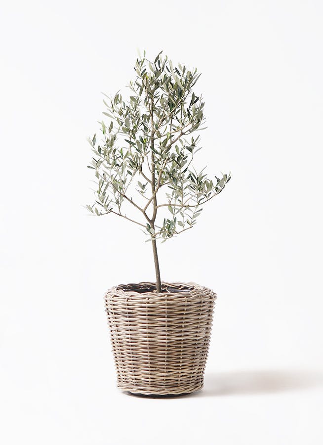 olive-mission-138_1.jpg