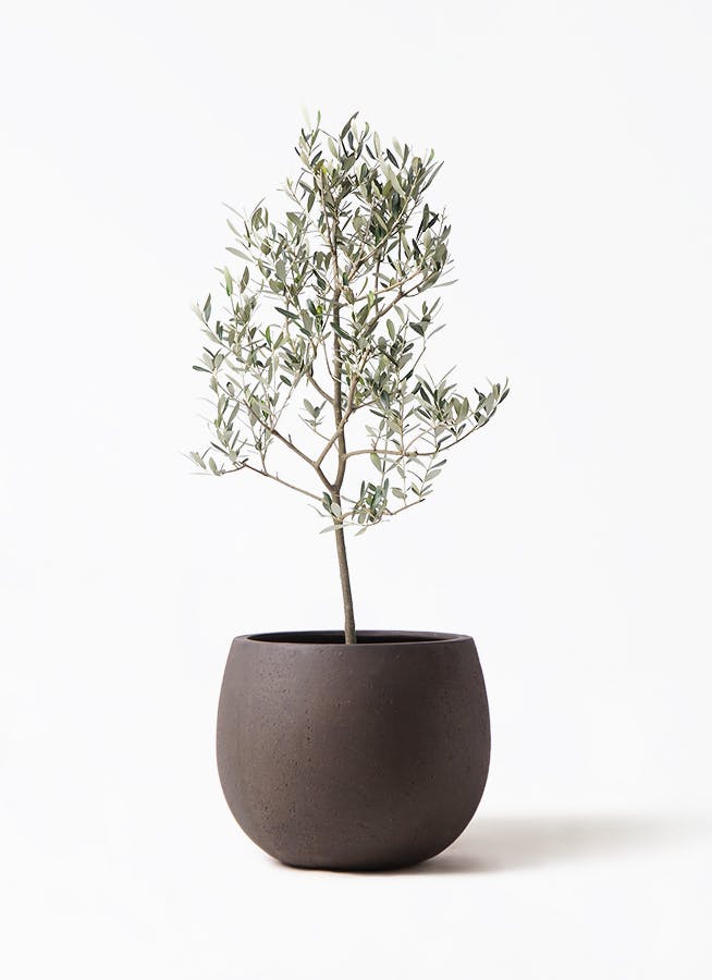オリーブの木 ミッション | 観葉植物 | 送料無料でお届け - Hitohana オリーブの木 ミッション | 観葉植物 | 送料無料でお届け - Hitohana
