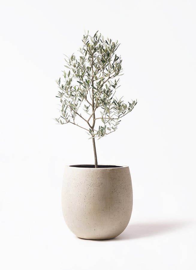 オリーブの木 ミッション | 観葉植物 | 送料無料でお届け - Hitohana