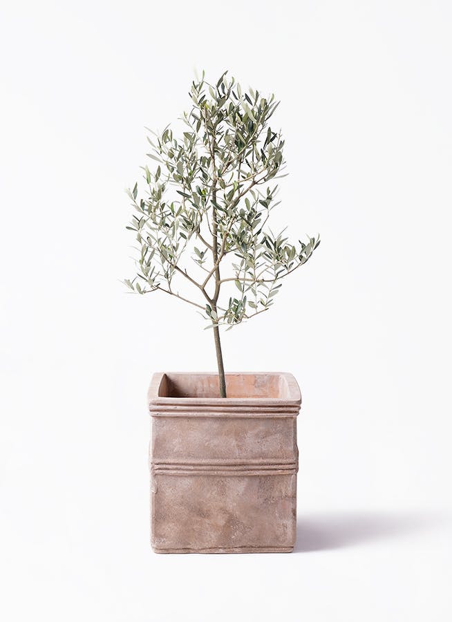観葉植物 オリーブ 8号 コロネイキ テラアストラ カペラキュビ