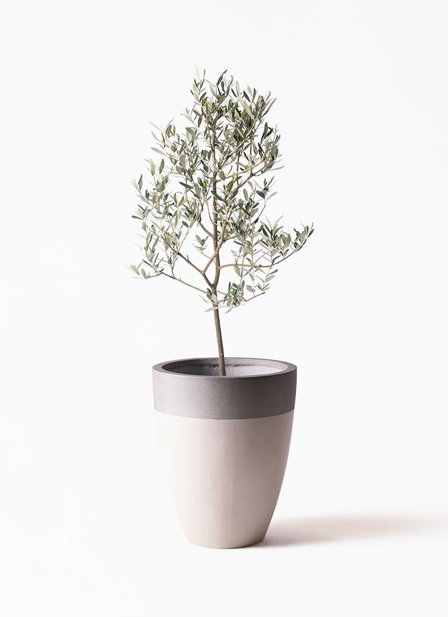 オリーブの木 ミッション | 観葉植物 | 送料無料でお届け